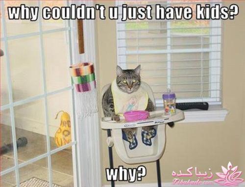 جـــــــــــــکـــــــ     جــــــــــالــــــــب